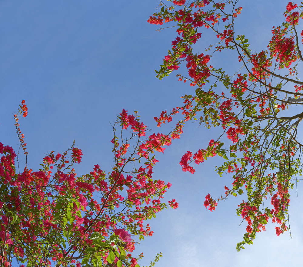 bougainvillea 03 _ 16k x 14k